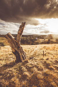 Arid Tasmania bush landscape