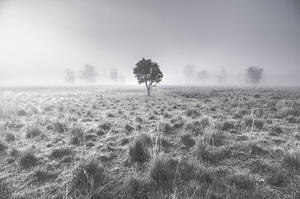 Wondrous misty background