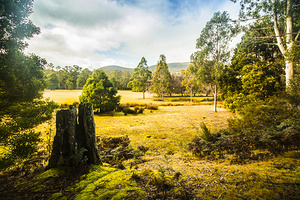 Mount Field Forest in Tasmania
