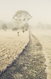 Trees in fog and mist