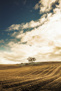 Cherry farm in the sowing