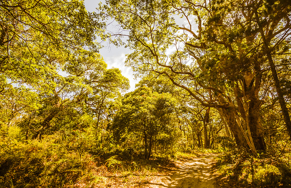 Queensland Wy. Print