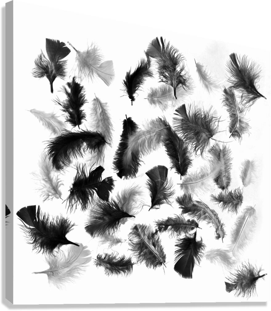 Flock in feather Canvas Print