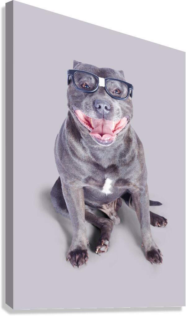 Dog wearing nerd glasses Canvas Print