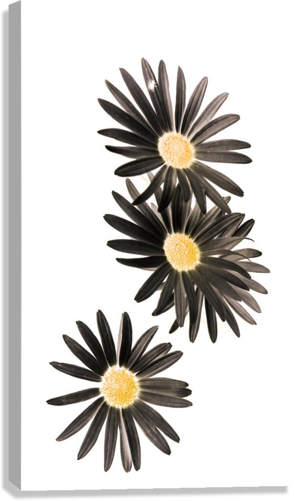 Seisiad Canvas Print