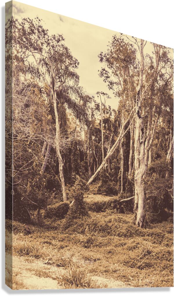 Old Woodery Canvas Print